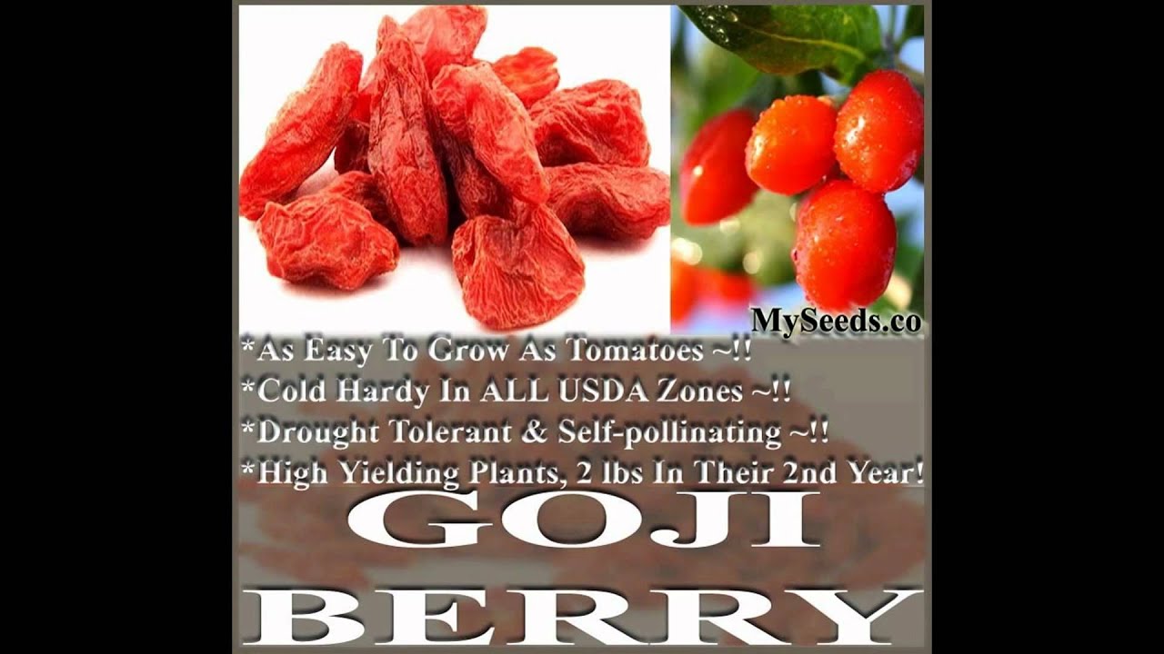 GOJI Berry Seeds - Lycii WOLFBERRY, Lycium Barbarum Seeds on www ...