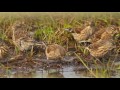 Linnet Murmurations!