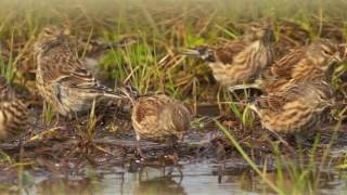 Linnet Murmurations!