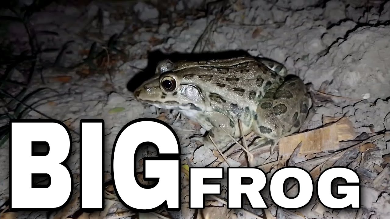 Big Frog rainbow frog Bull frog funny frog