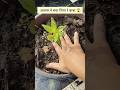 आलस ने किया कमाल 😱🌱/#shorts #ytshorts #garden #gardening #balsam