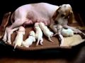 Porcelaine puppies の動画、YouTube動画。