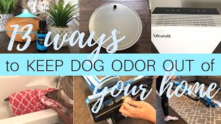 13 Ways To Keep Dog Odor Out Of Your Home | Getting Rid of Dog Odor | Levoit Air Purifier