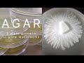 Agar recipe rhizomorphic mycelium mea mya plates petri dish clone grow mushrooms easy home mycology