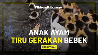 Viral Video Seekor Anak Ayam Tiru Sekumpulan Bebek Berenang, Warganet: Salah Pergaulan