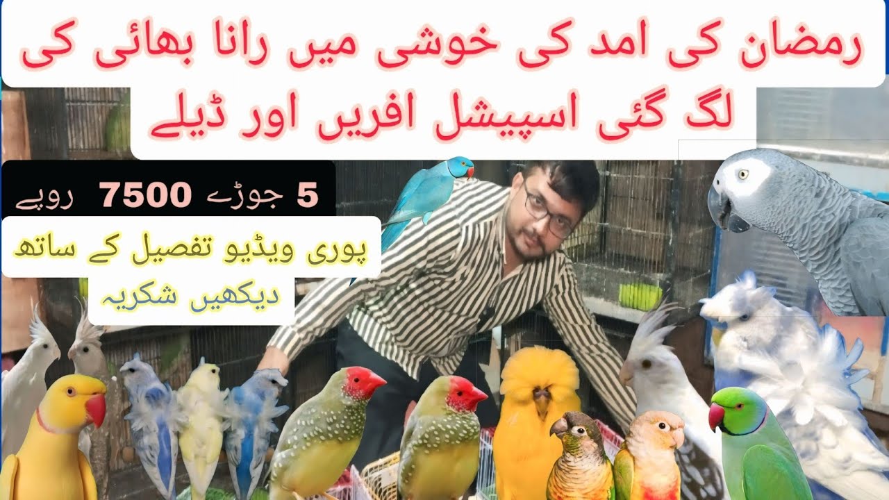 رمضان کی امد کی خوشی میں رانا بھائی کی سستی اور مناسب ڈیلیں   @SarfrazLahori  @Pakistanlahorepets 🙂