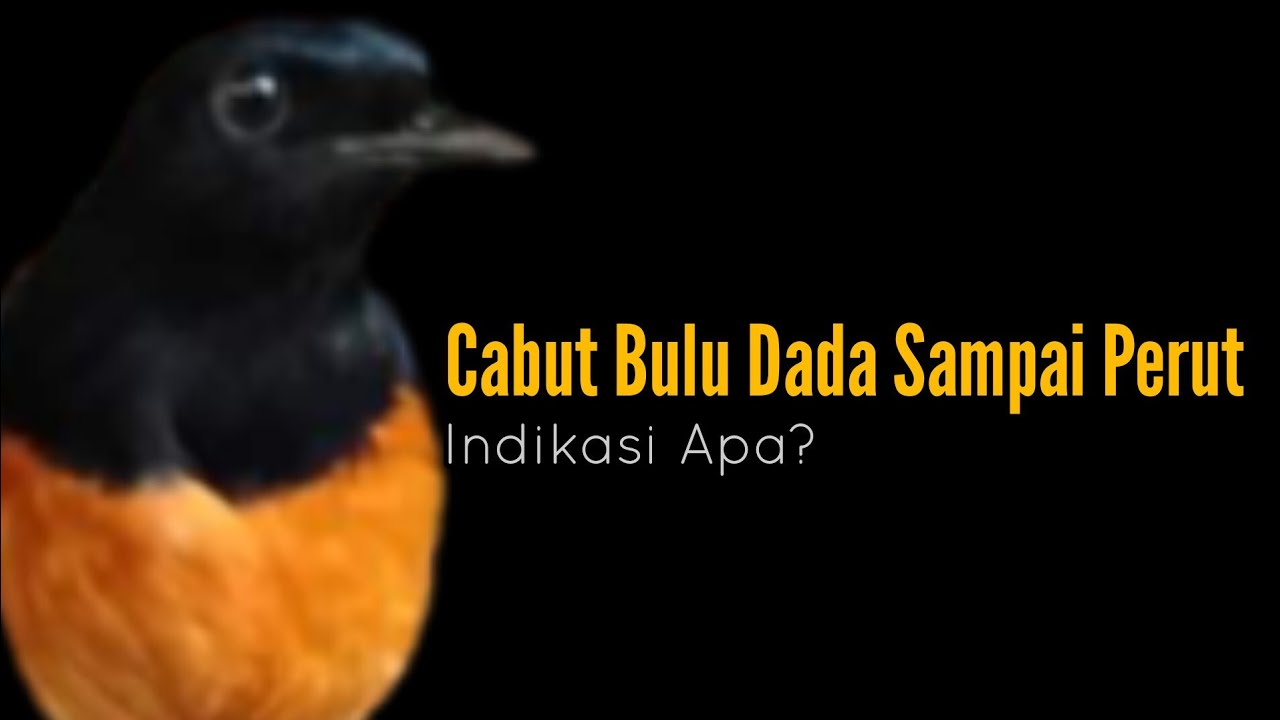 Murai Batu Cabul Dada Sampai Perut || Bengkel Murai Batu