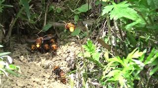 郡山市でスズメバチ駆除- 傾斜面の土手でオオスズメバチが激しく飛び回る怖い光景! Hornet Nest Removal
