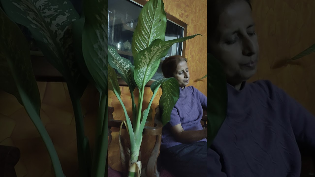 Grimm's Fairy Tales: The True Bride.