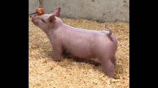 39-6 Cross Gilt