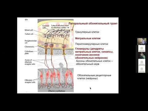 ФЧЖ 4 курс Голубева 2