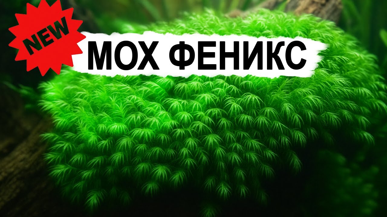 Вы точно не пробовали этот мох! Знакомьтесь - Феникс!