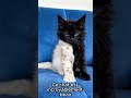 Ce chat noir et blanc est incroyable 😱🐱  #chaton #cute