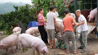Full video: Selling pigs weighing 120-160kg. Secrets to fattening giant, heavy pigs. ( Ep 435 )