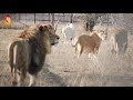 Разговоры Лолы с Марселем и целая компашка львов. Львы Тайгана. Lions are talking. Taigan