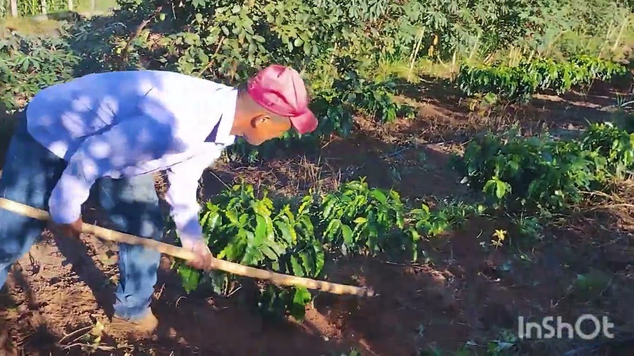 Capinando café na chácara do meu colega Rodrigo 