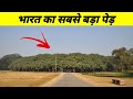 भारत का सबसे बड़ा बरगद का पेड़।#shorts। biggest tree in India