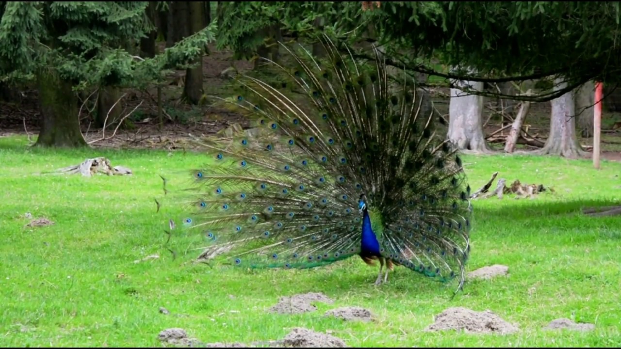 Amazing dancing of peacock in jungle YouTube