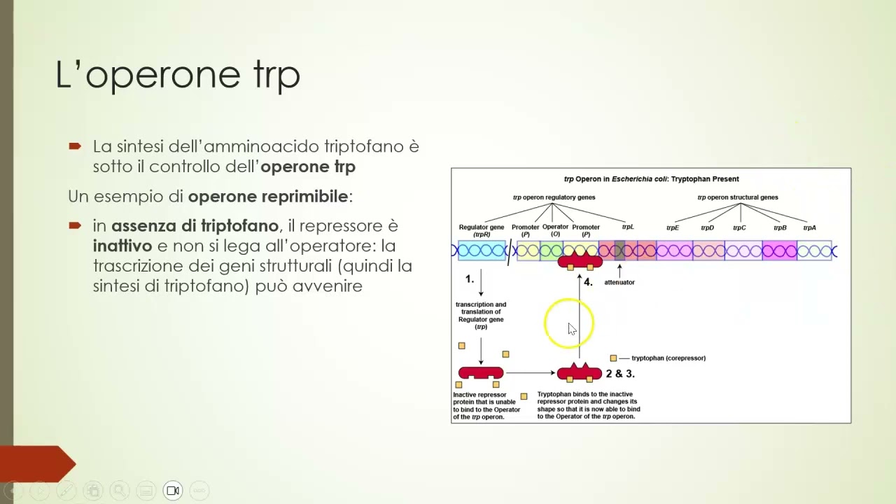 4.4 La regolazione genica nei procarioti