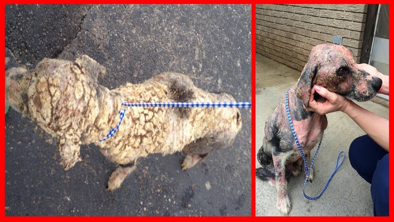 Terrible Stray Dogs Covered in Scales, Until the Savior's Love Turns Their Life Back