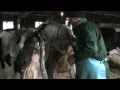 Варианты лечения и профилактики эндометритов  у коров