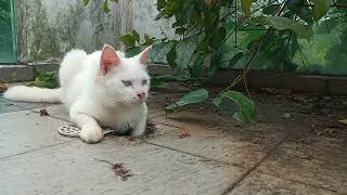 Cats Kittens Are 757 662 611 605 598 507 433 350 249 232 184 108 15 Days