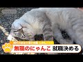 『時代のあおり受け失職 しかし再び!無職のにゃんこ就職決める』