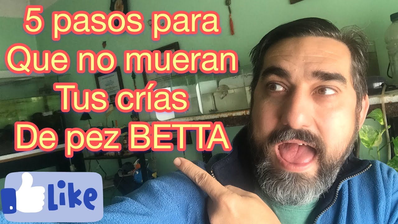 CRECIMIENTO RÁPIDO para crias de PEZ BETTA!!! (Cambio de agua)