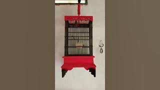 Mp3 pikat burung ciang'/ prenjak bawah