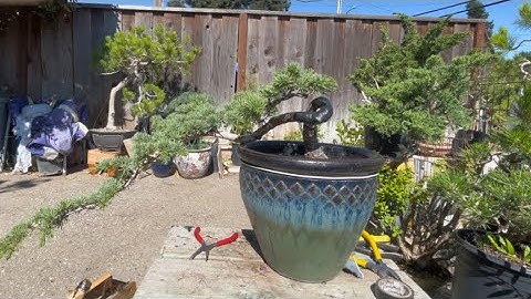 Blue atlas cedar, Cách uốn và thu ngắn thân cây bonsai, bonsai thác đổ