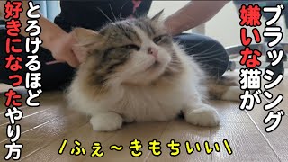 ブラッシングが大嫌いだった猫が顔がとろけるくらい大好きになった方法が見つかりました！ by スコまる。 1,497 views 1 month ago 7 minutes, 24 seconds