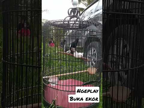 detik detik setting
