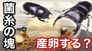 オオクワガタ 菌糸に産卵させてみた【クワガタ飼育】