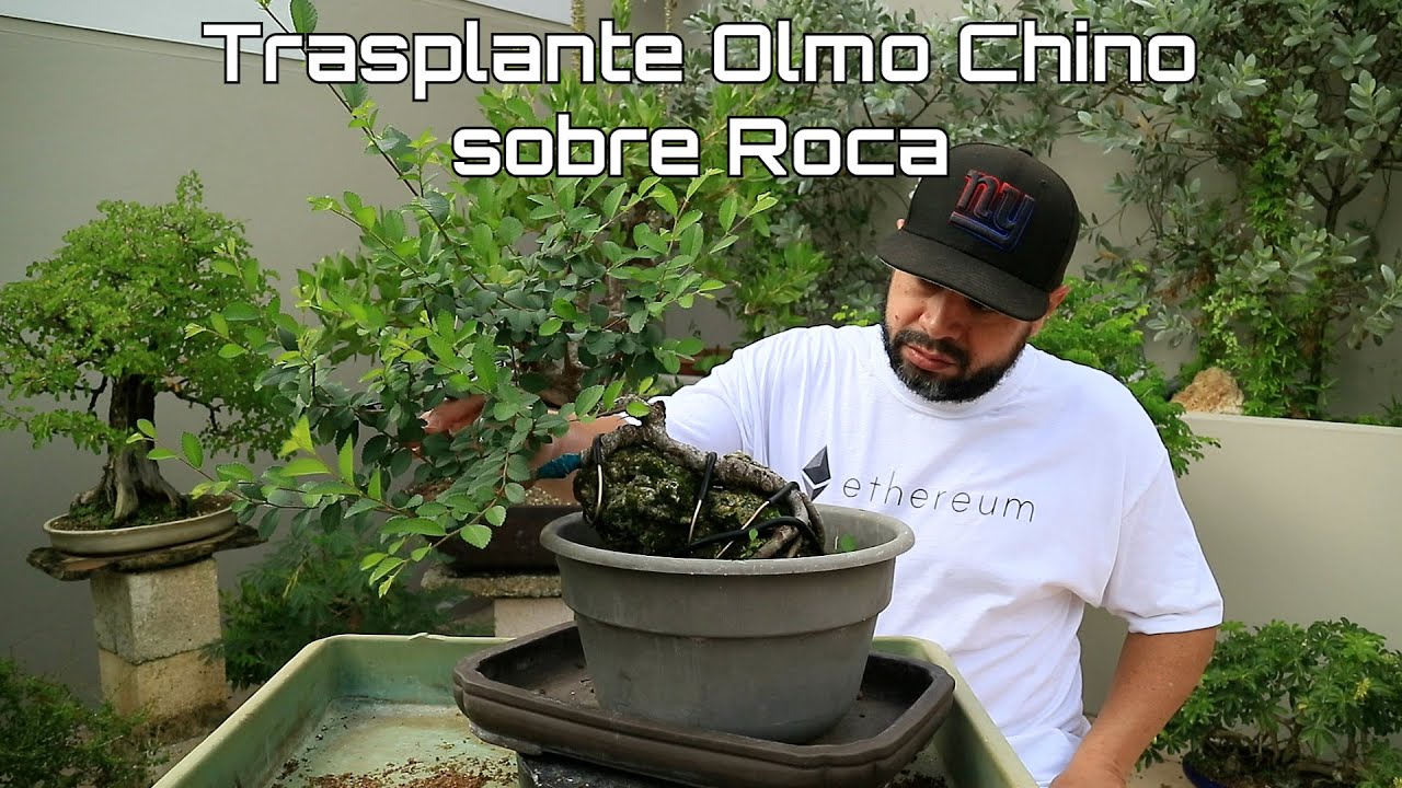 Olmo Chino sobre Roca – Amabi Bonsai Tropical Puerto Rico