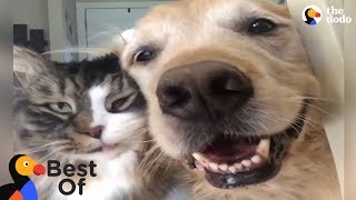 Animals Thankful For Being Rescued and Loved Compilation | The Dodo