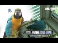 맨날 창문 부리로 잠금해제하고 가출을 일삼던 비행청새년.. 대반전 🐣ㅣHow A Super Smart Parrot Overcomes Puberty