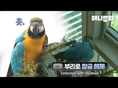 How A Super Smart Parrot Overcomes Puberty
