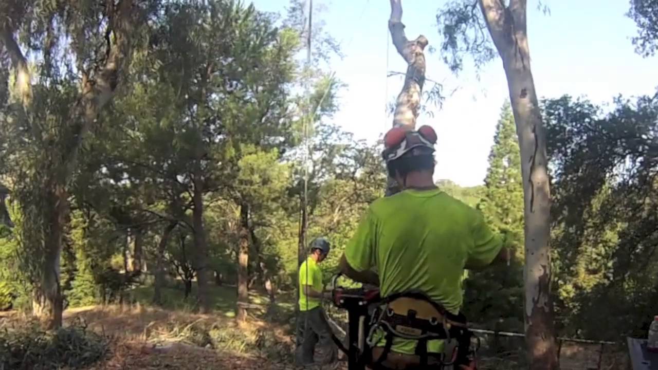 Bixler Tree Service Auburn CA YouTube