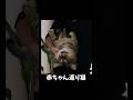赤ちゃん返りねこ【ミルクをあげてた頃想い出してる？】 #保護猫 #子猫 #ねこ #shorts