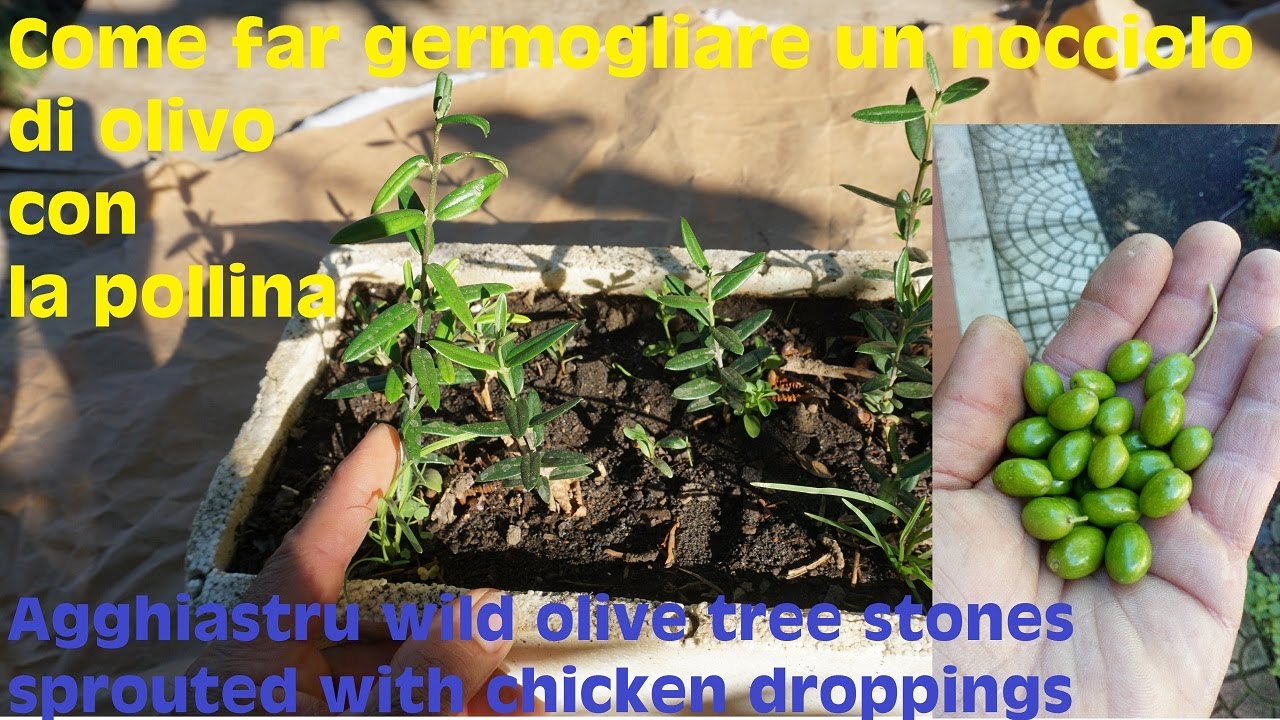 Камни дикой оливы Agghiastru, проросшие куриным пометом