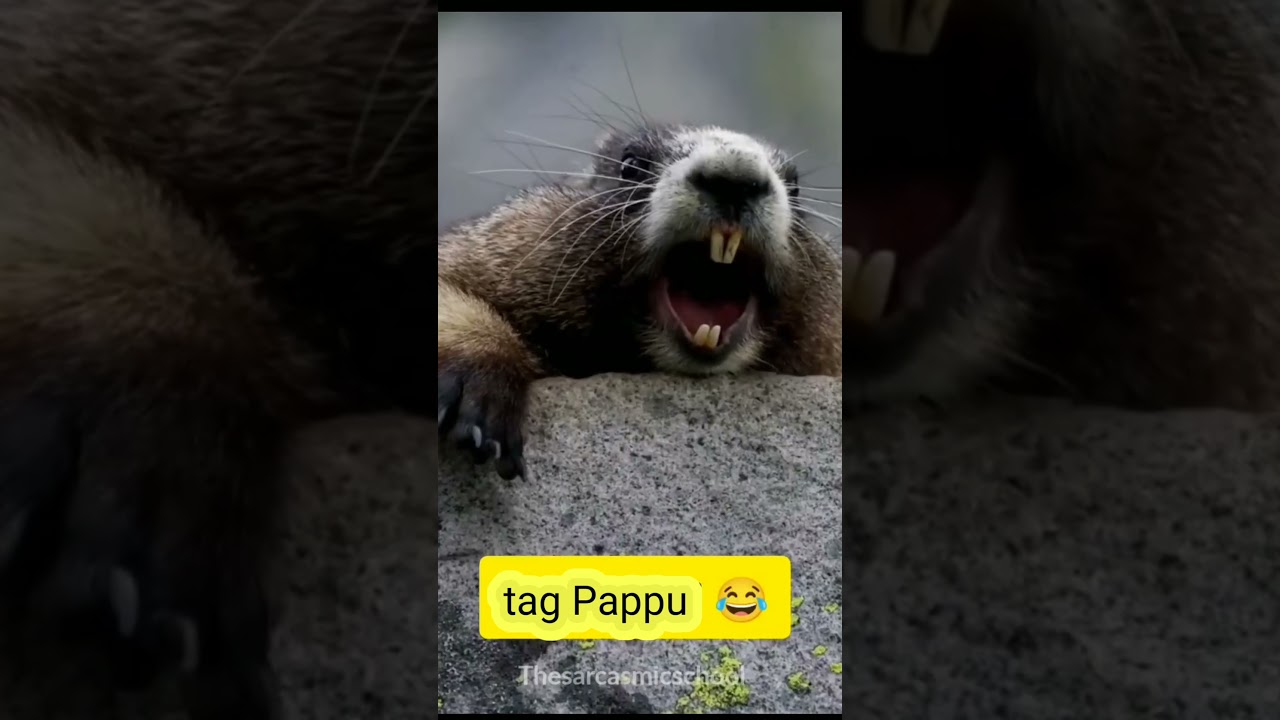 Pappu naam ka video dikhaiye like subscribe