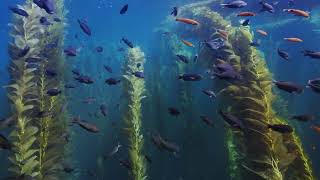 California Kelp Forest | Macos Sonoma Live Wallpaper