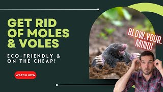 How to get rid of moles/voles in your yard -- FOR GOOD!