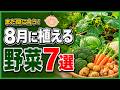 【8月に植える野菜7選】初心者でも育てやすい!秋冬に収穫できる最強野菜7選【プランター家庭菜園】