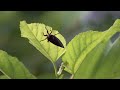 黑翅蟬 Huechys sanguinea(畫質4K)