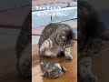 おや？家の中にカエルがいるにゃ((≡ﾟ♀ﾟ≡))#猫
