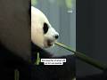 Giant pandas depart Smithsonian&#39;s National Zoo for China #shorts