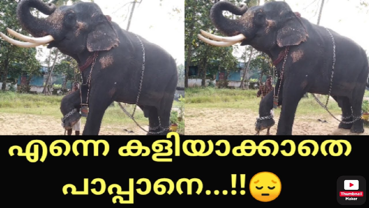 PUTHENKULAM ANANTHAPADMANABHAN l എന്നെ കളിയാക്കാതെ പാപ്പാനെ...!!😔