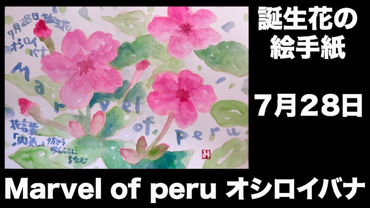 誕生花の絵手紙 7月28日 Marvel Of Peru オシロイバナ Youtube