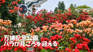 万博記念公園　バラが見ごろを迎える